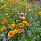 Honey Bee Mix Bulk Flower Seeds, 1lb