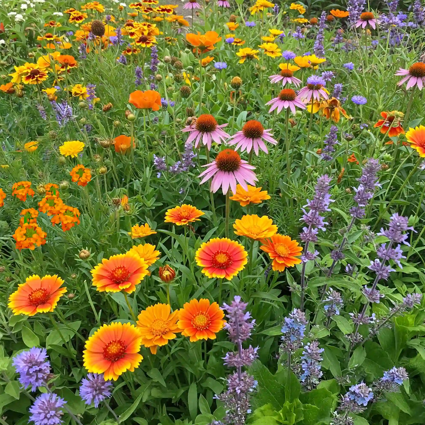 Honey Bee Mix Bulk Flower Seeds, 1lb