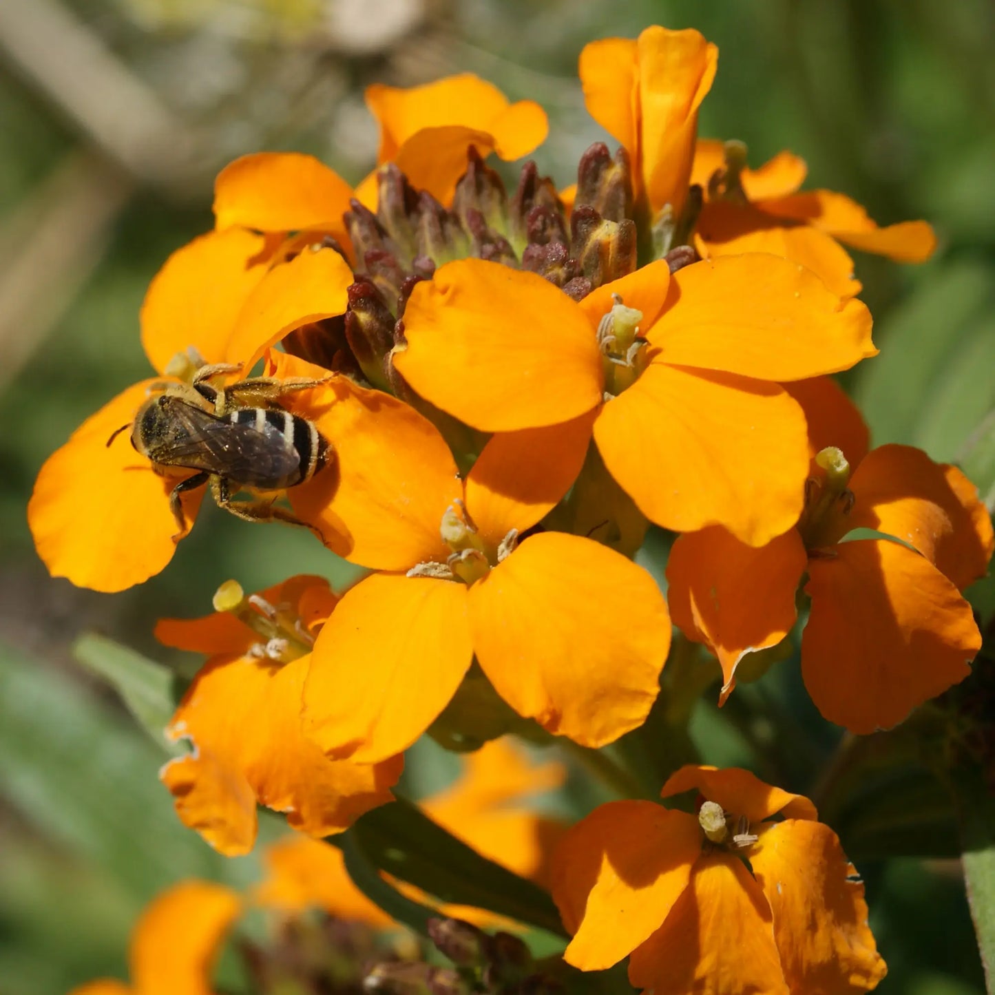 Honey Bee Mix Bulk Flower Seeds, 1lb