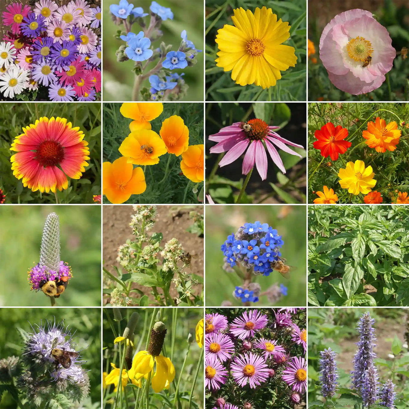 mix flower seed Ferry-Morse Honey Bee Mix Bulk Flower Seeds, 1lb