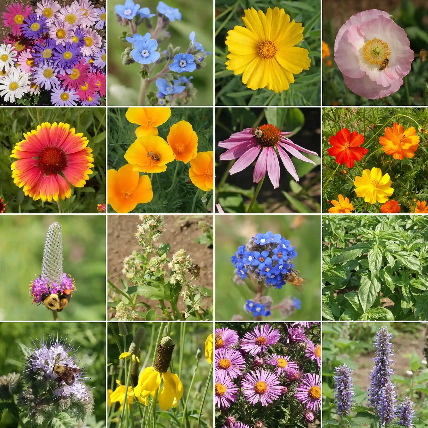 Honey Bee Mix Bulk Flower Seeds, 1lb