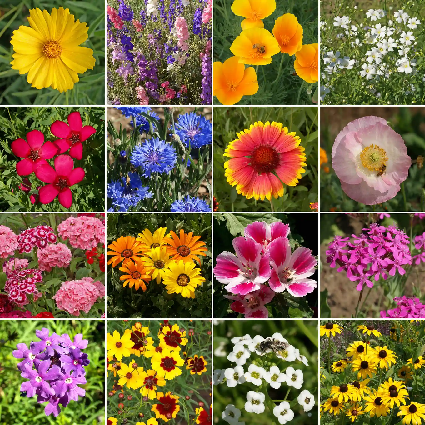 wildflower seeds 50 lbs Knee-High Mix Bulk Wildflower Seeds, 1lb