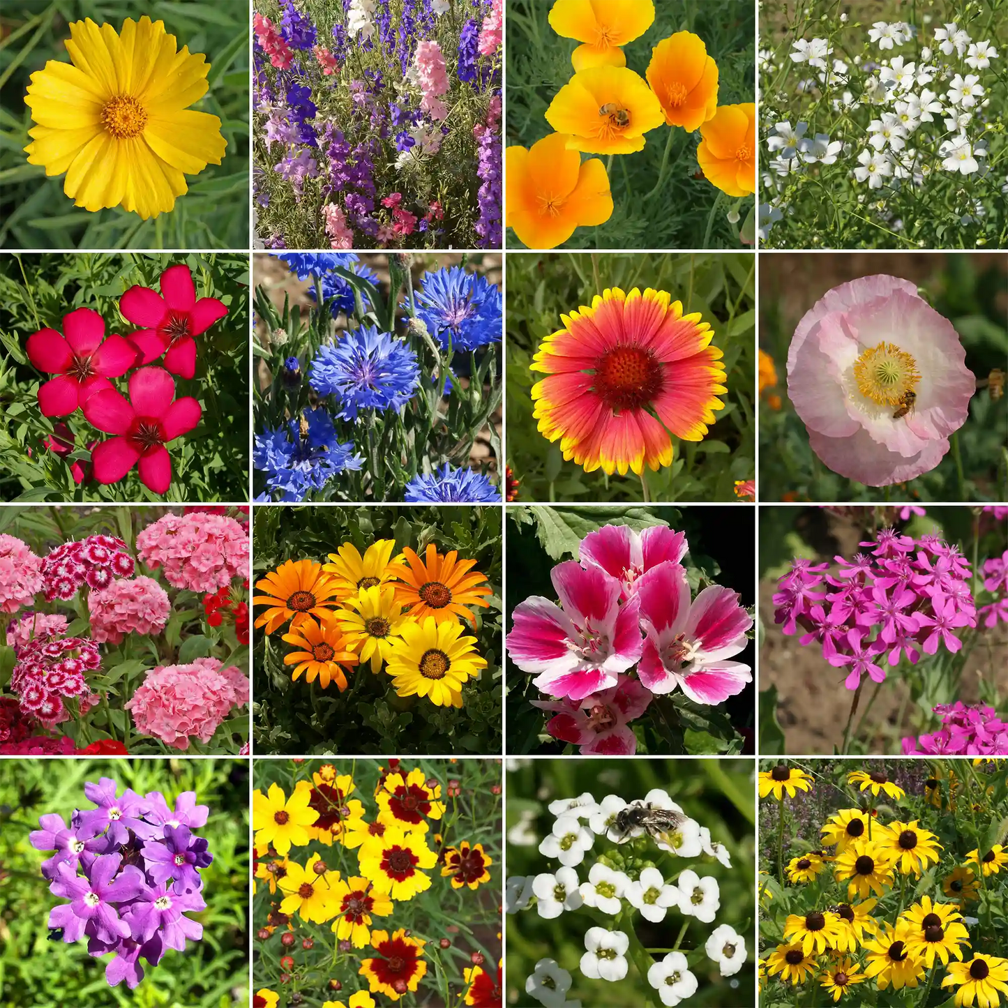 Knee-High Mix Bulk Wildflower Seeds, 1lb