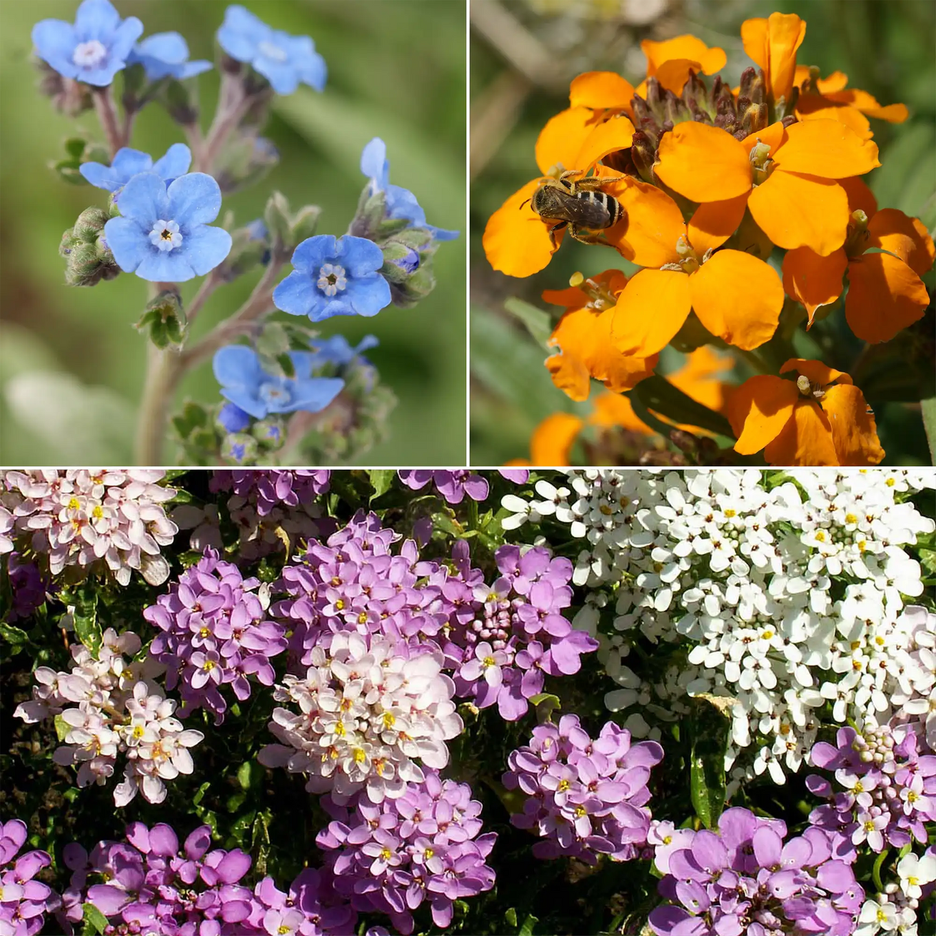 Knee-High Wildflower Mix - Bulk Wildflower Seeds for Vibrant Knee-High Wildflower Mix - Bulk Wildflower Seeds for Vibrant