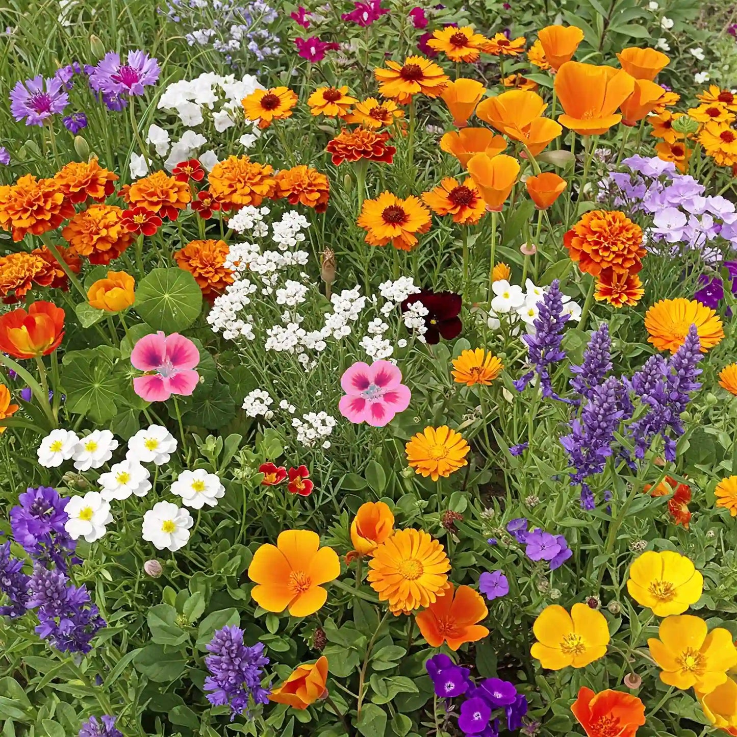 Low-Growing Mix Bulk Flower Seeds, 1lb