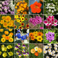 Low-Growing Mix Bulk Flower Seeds, 1lb