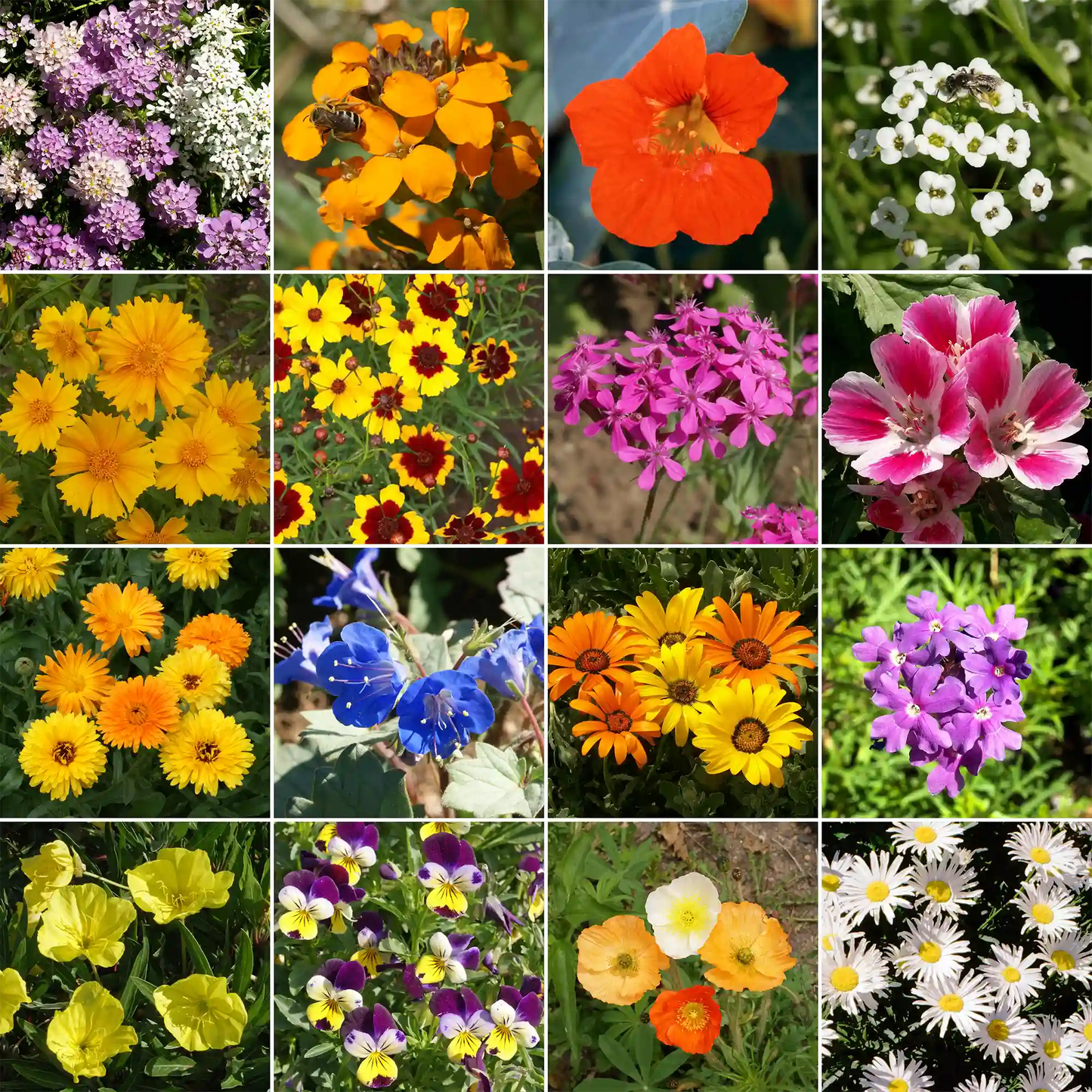 Low-Growing Mix Bulk Flower Seeds, 1lb