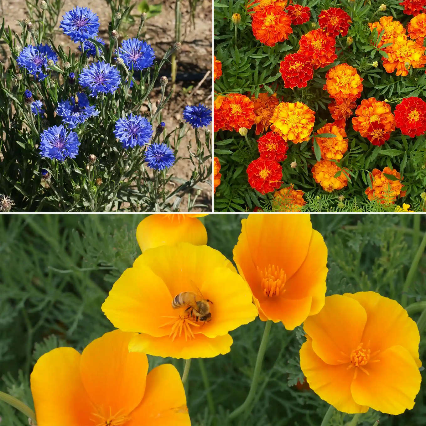 low grow wildflower seed mix Low-Growing Mix Bulk Flower Seeds, 1lb