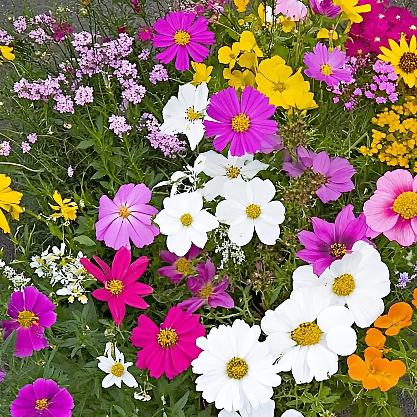 Monarch Butterfly Mix Bulk Flower Seeds, 1lb