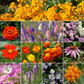 Monarch Butterfly Mix Bulk Flower Seeds, 1lb