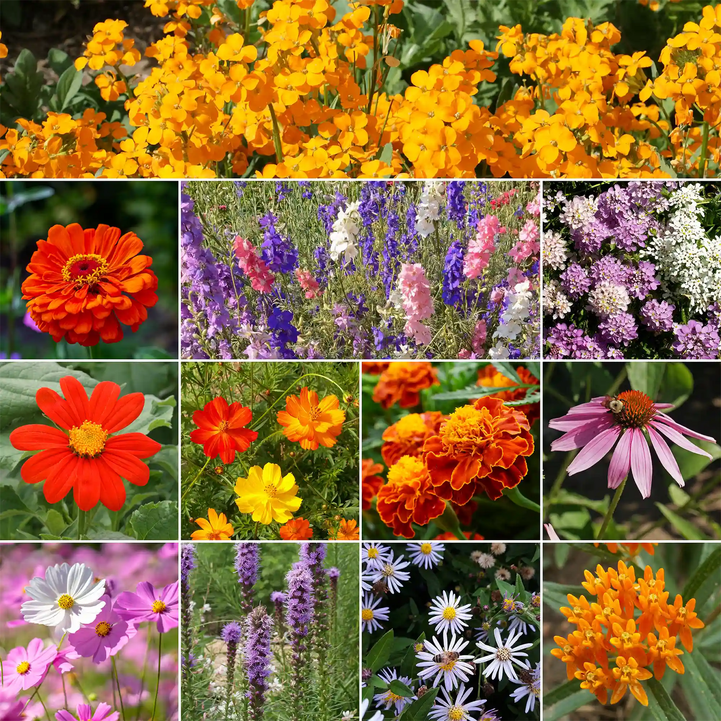 Monarch Butterfly Mix Bulk Flower Seeds, 1lb