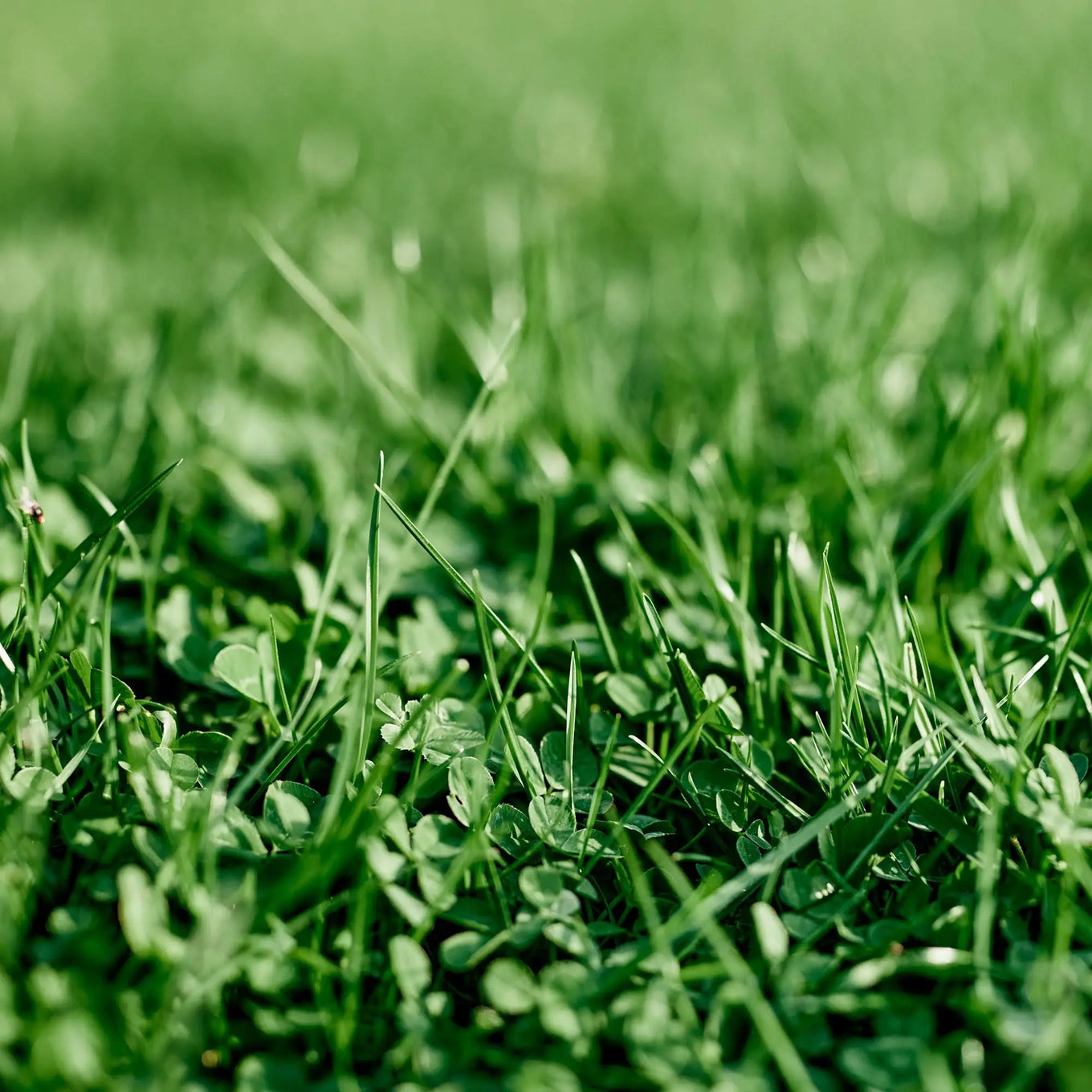 planting micro clover seed EcoEase Microclover and Fescue Mix Bulk Ground Cover Grass Seeds, 1lb