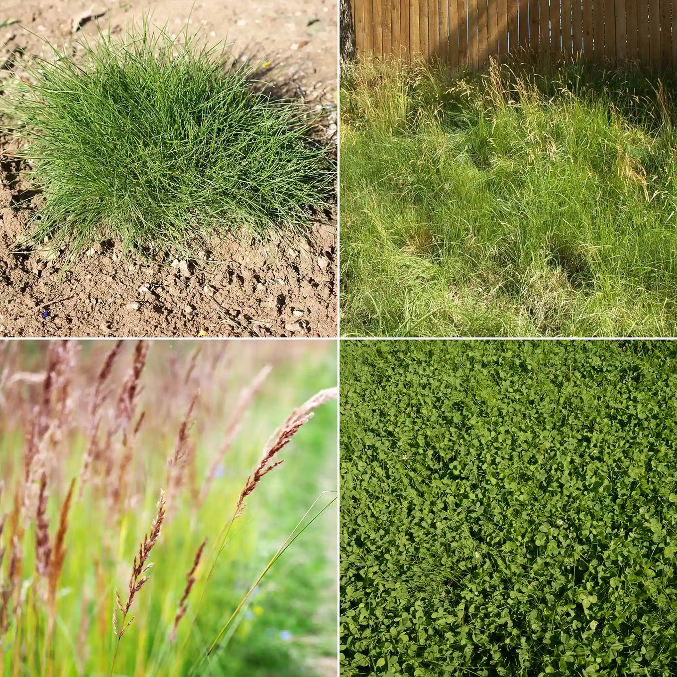 clover wildflower seed mix Ferry-Morse EcoEase Microclover and Fescue Low Maintenance Ground Cover Grass Seed Mix, 1lb
