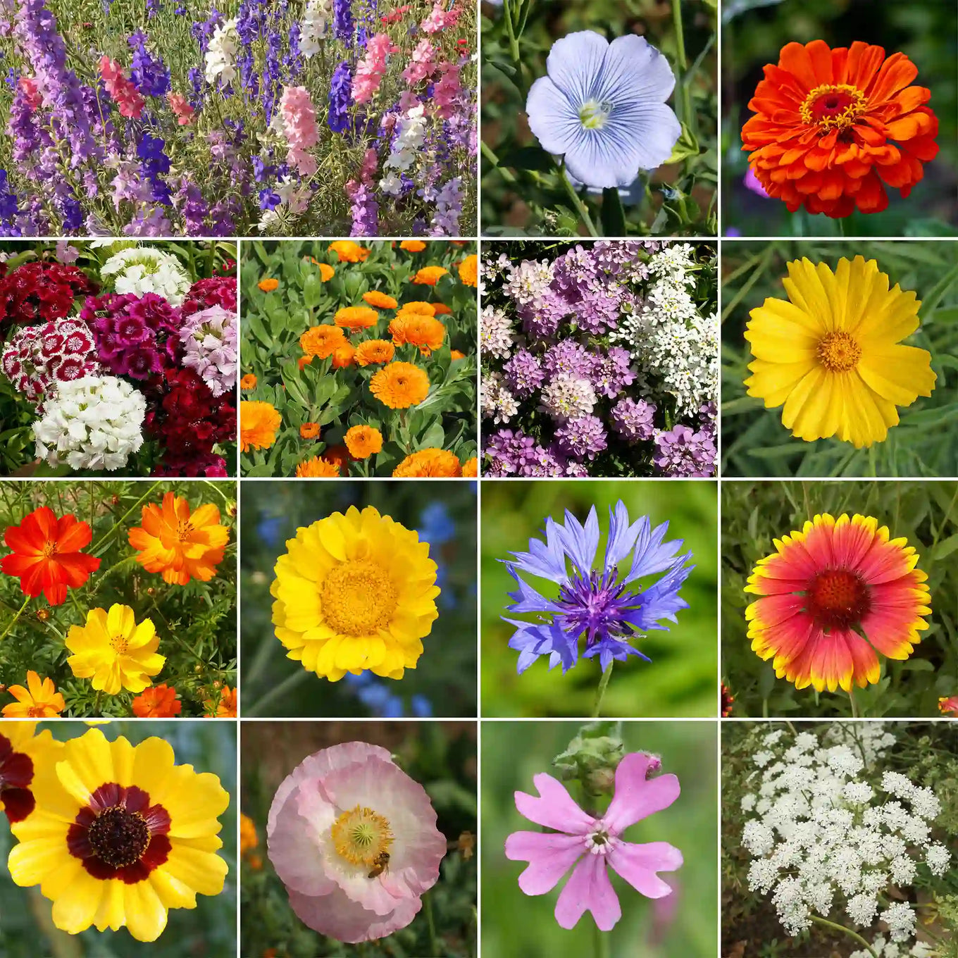 mediterranean wildflower seeds Ferry-Morse 1 lbs. Mediterranean Mix Bulk Wildflower Seeds