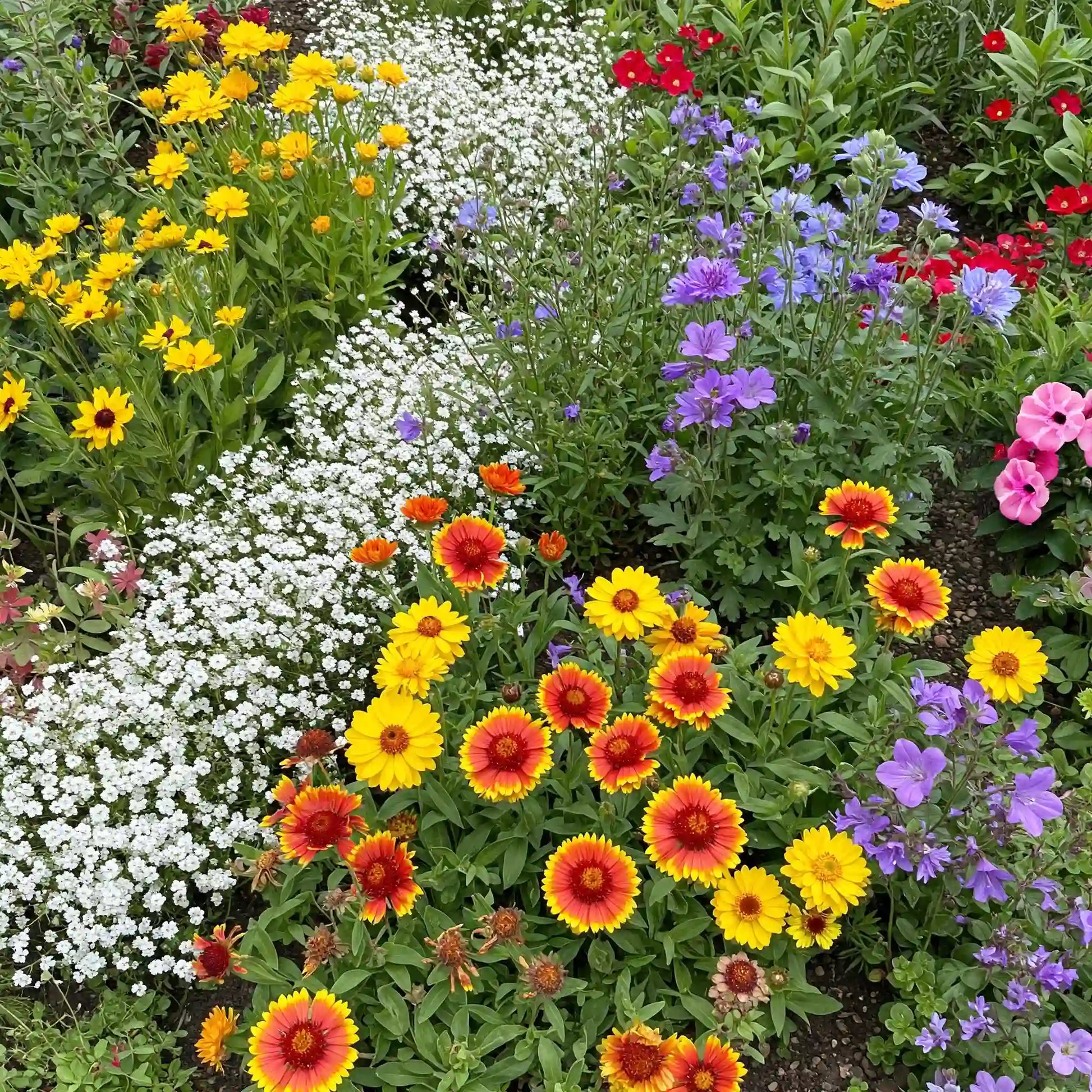 idaho native wildflower seeds Rocky Mountain Mix Bulk Wildflower Seeds, 1lb
