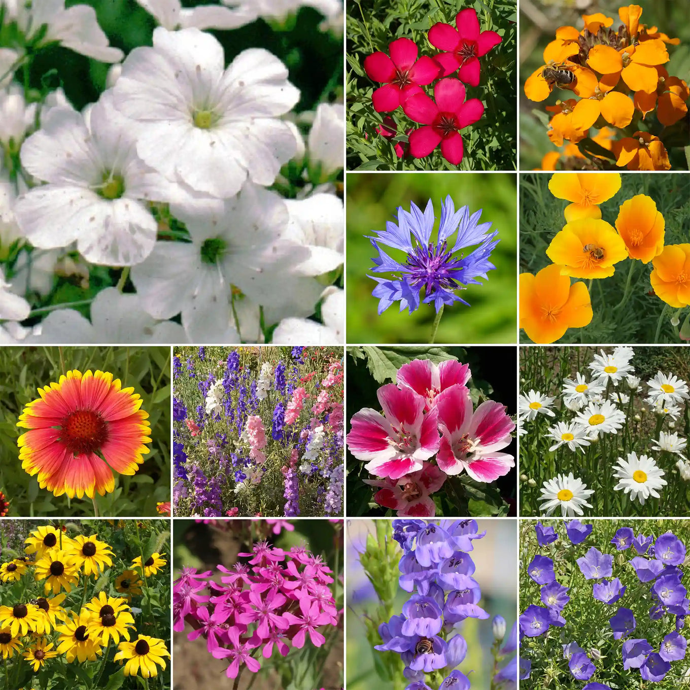 seed mats wildflowers Rocky Mountain Wildflower Mix Seeds