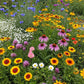 Midwest Mix Bulk Wildflower Seeds, 1lb