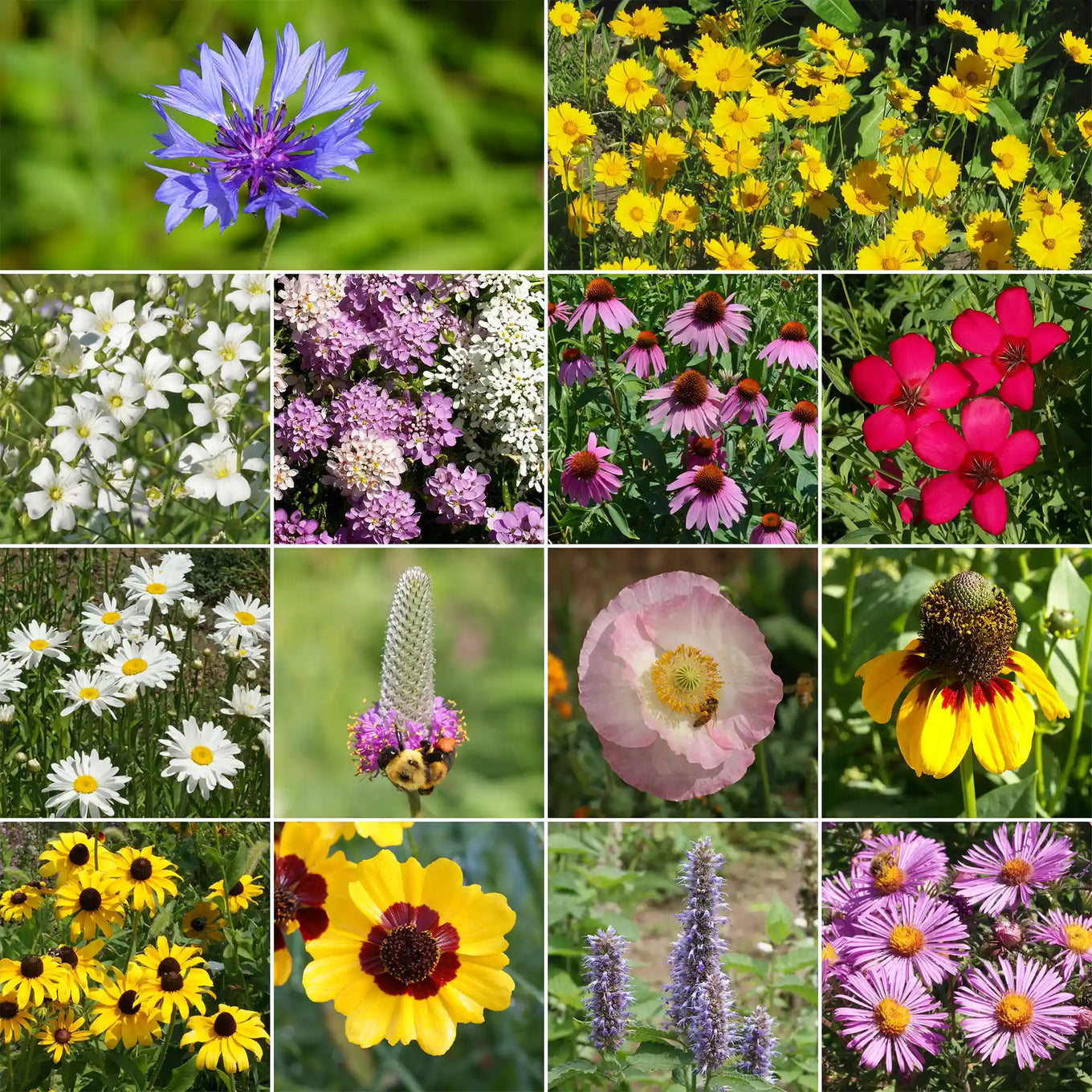 best time to plant wildflower seeds in illinois Midwest Mix Bulk Wildflower Seeds, 1lb