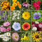 North American Mix Bulk Wildflower Seeds, 1lb