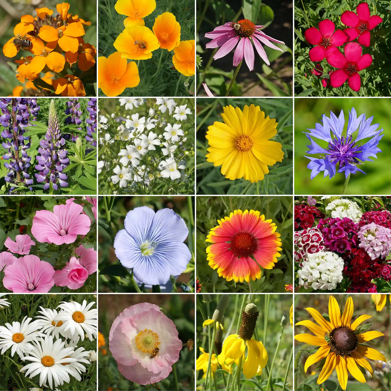 american seed cottage garden wildflower mix Ferry-Morse North American Mix Bulk Wildflower Seeds, 1lb