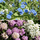 North American Mix Bulk Wildflower Seeds, 1lb