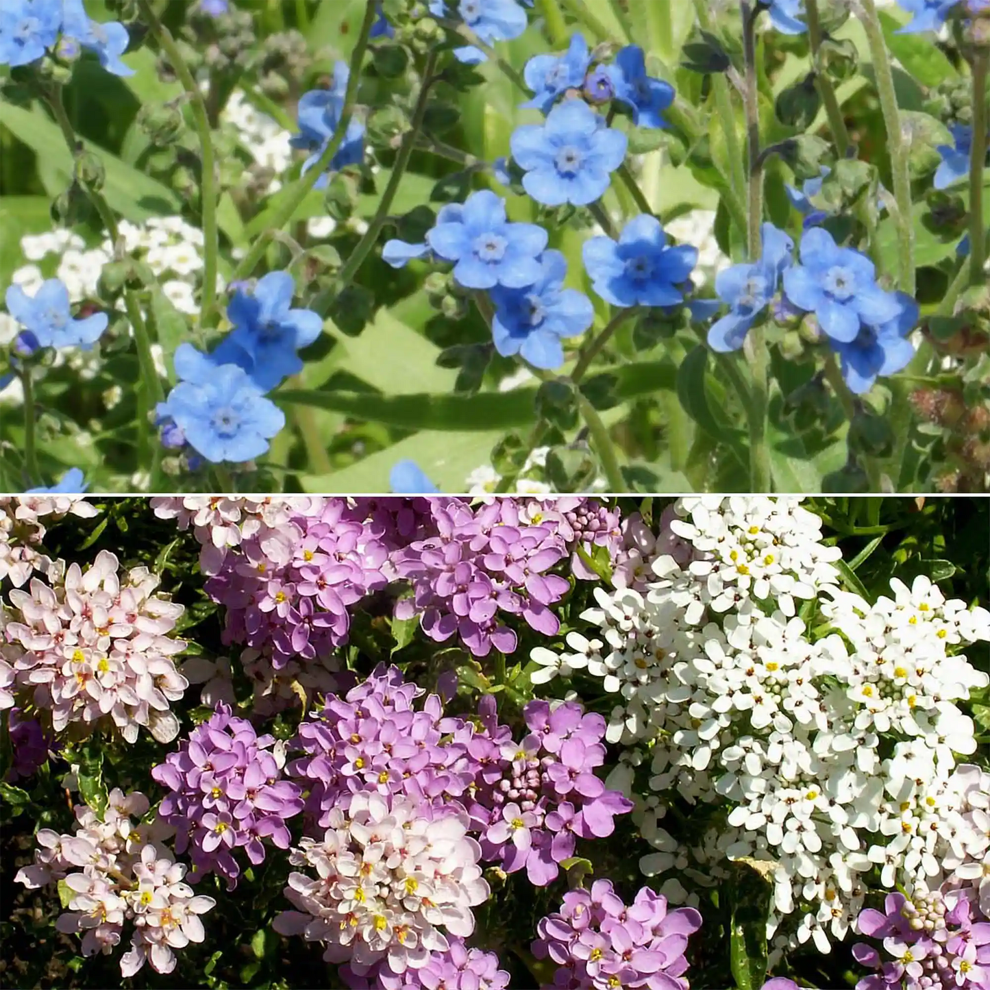North American Mix Bulk Wildflower Seeds, 1lb