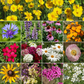 Northeast Mix Bulk Wildflower Seeds, 1lb