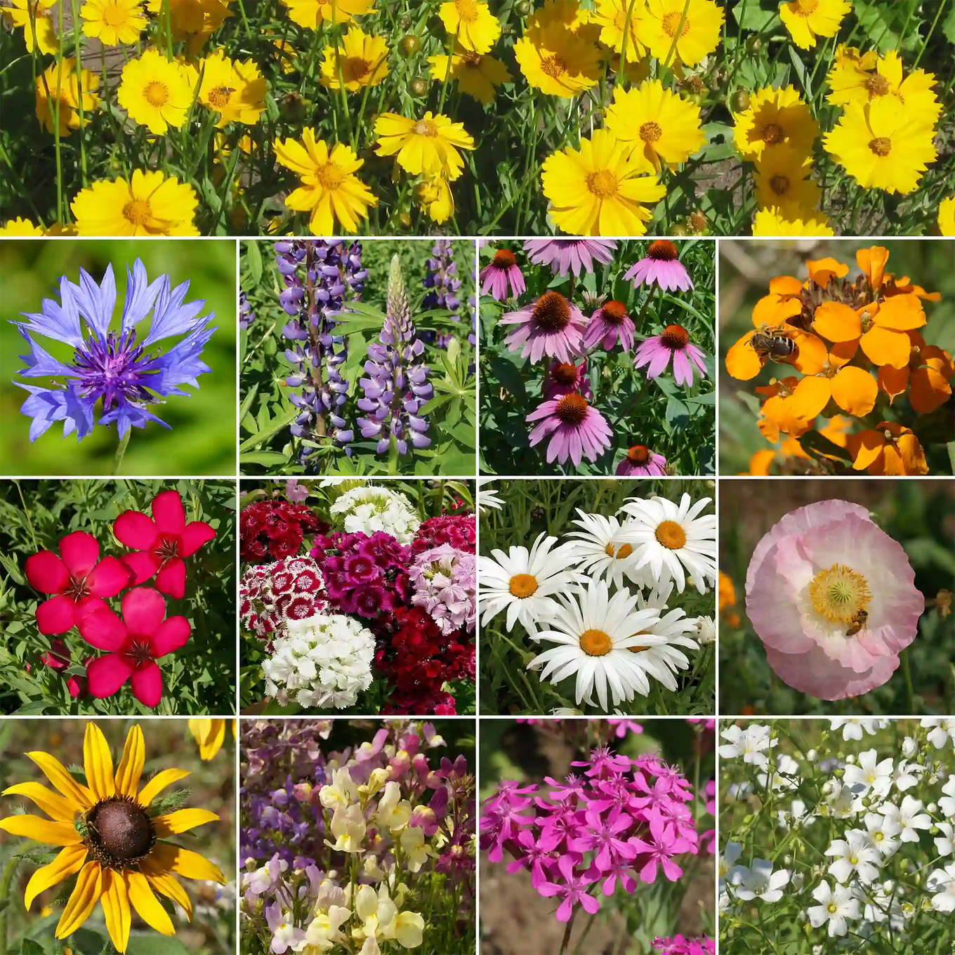 wildflower seeds annual Northeast Mix Bulk Wildflower Seeds, 1lb