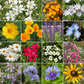 Pacific Northwest Mix Bulk Wildflower Seeds, 1lb