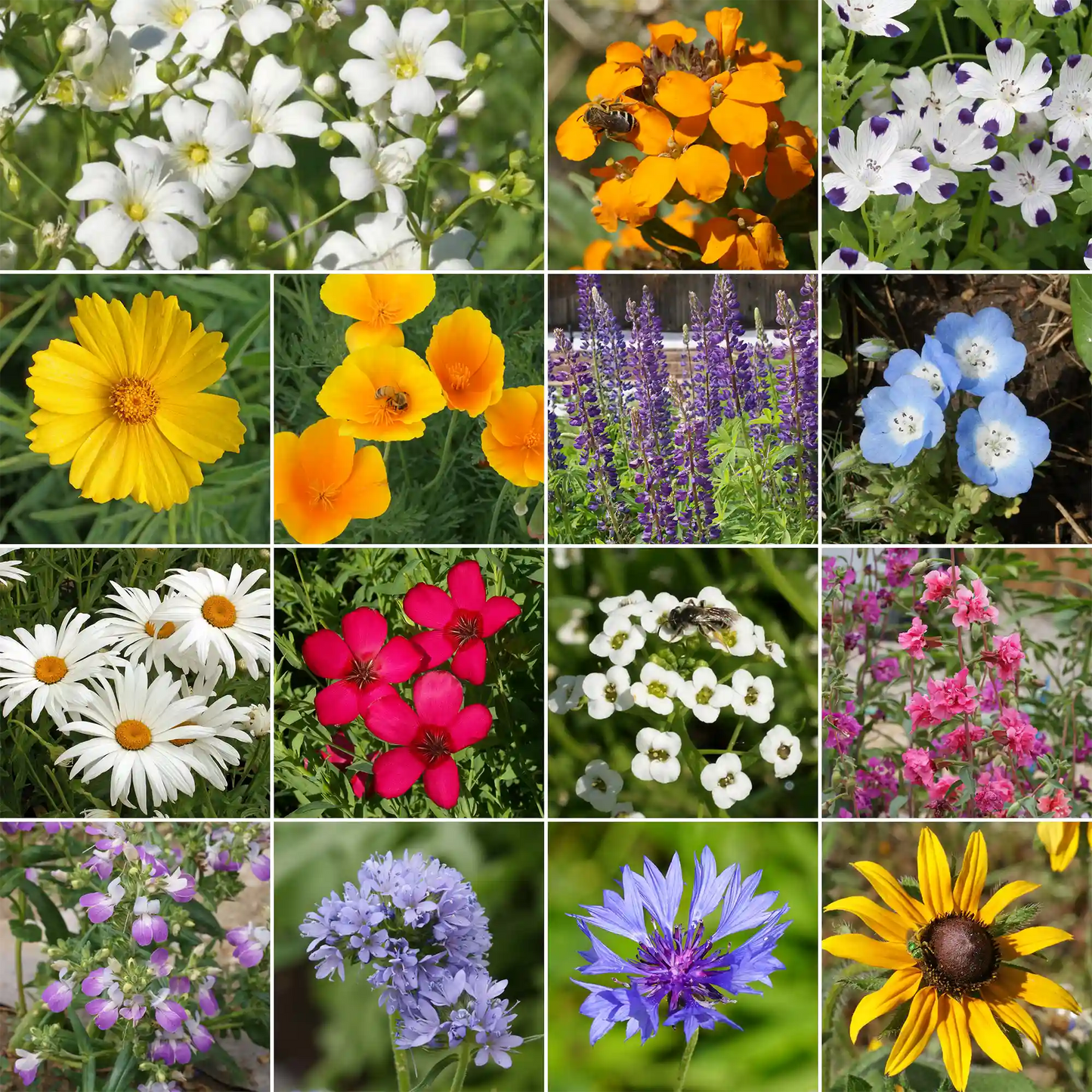 Pacific Northwest Mix Bulk Wildflower Seeds, 1lb