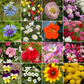 Cottage Garden Mix Bulk Flower Seeds, 1lb