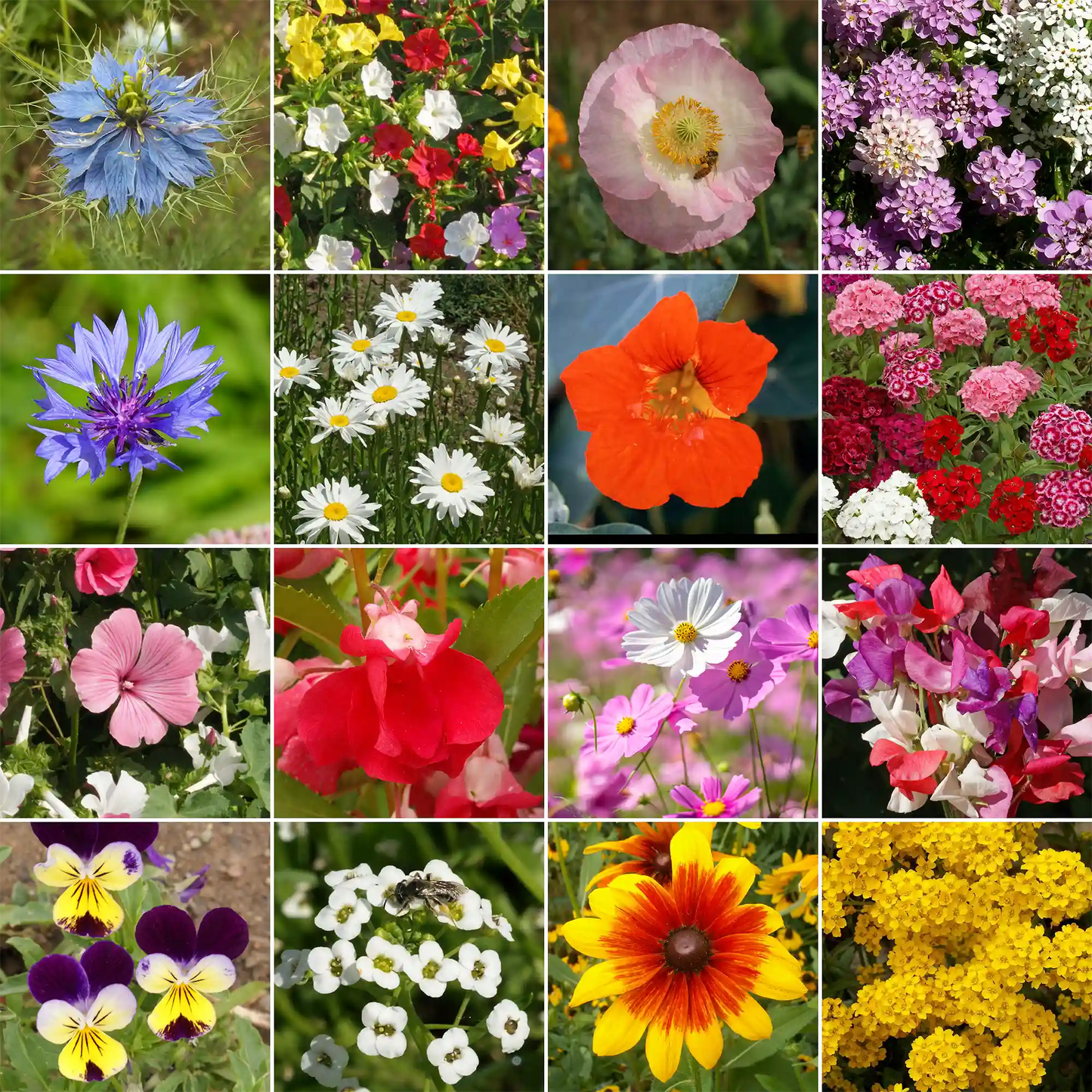 Cottage Garden Mix Bulk Flower Seeds, 1lb