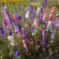 Cottage Garden Mix Bulk Flower Seeds, 1lb