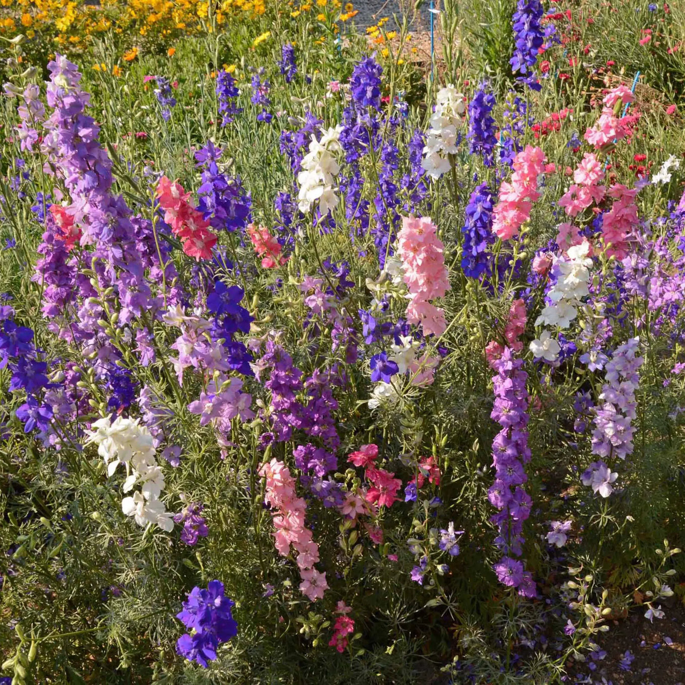 garden crush seeds Cottage Garden Mix Bulk Flower Seeds, 1lb