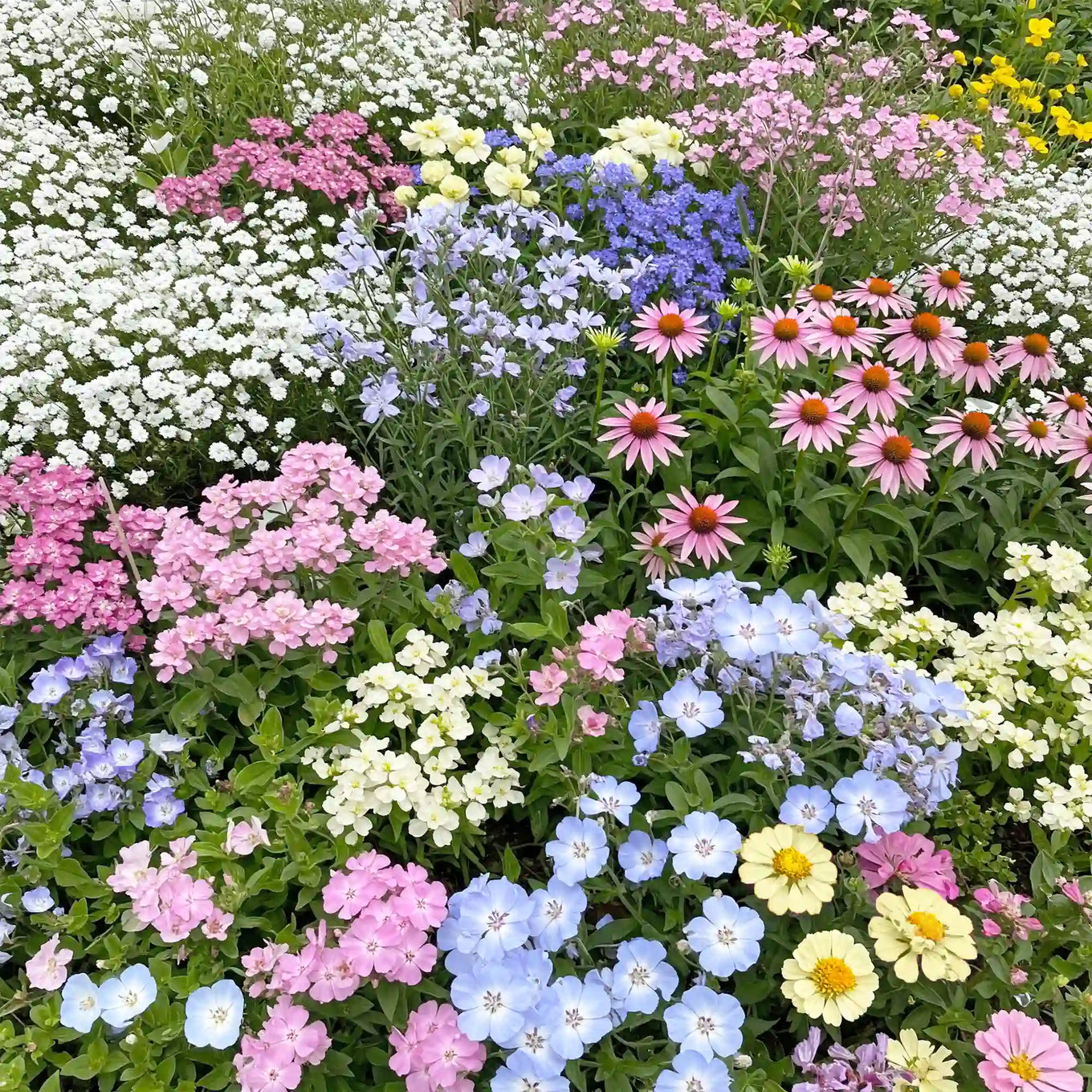 bulk flower seeds for sale Pastel Color Mix Bulk Flower Seeds, 1lb