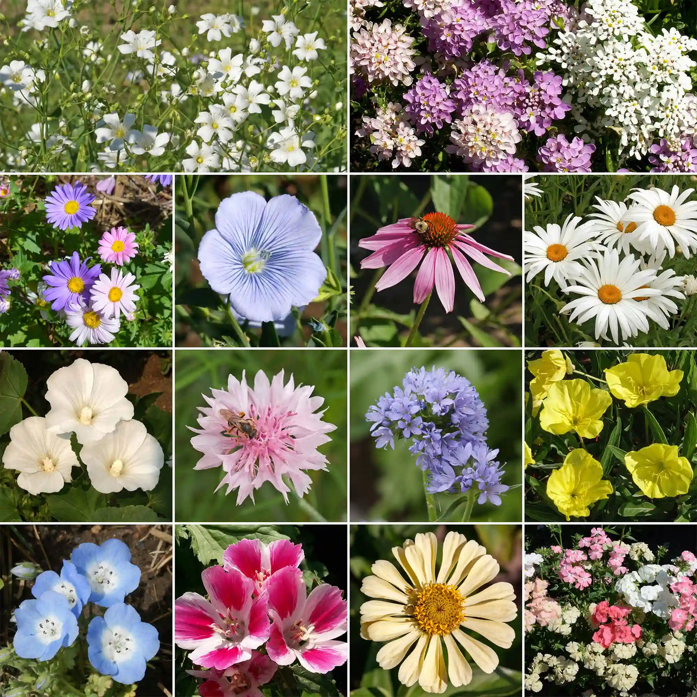 flower seeds for sale nearby Ferry-Morse Pastel Color Mix Bulk Flower Seeds, 1lb