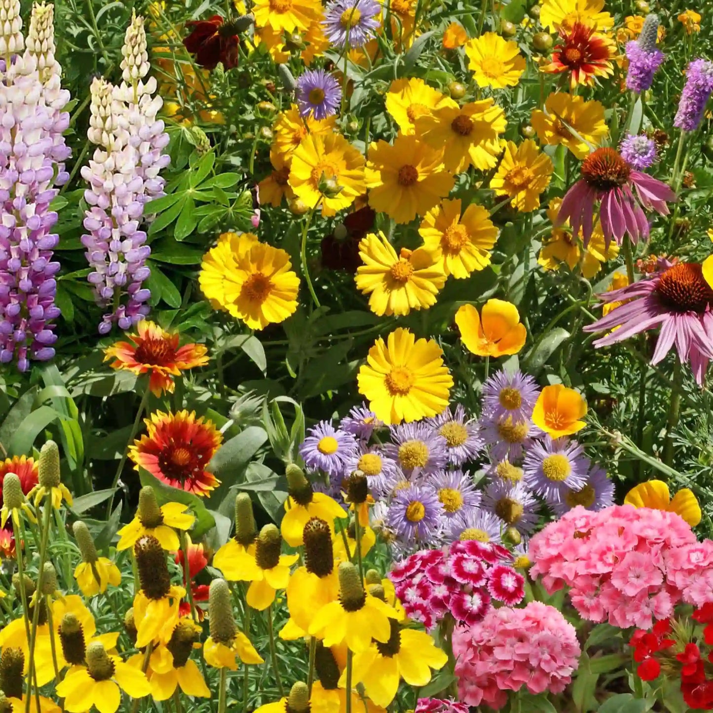 Perennial Mix Bulk Wildflower Seeds, 1lb