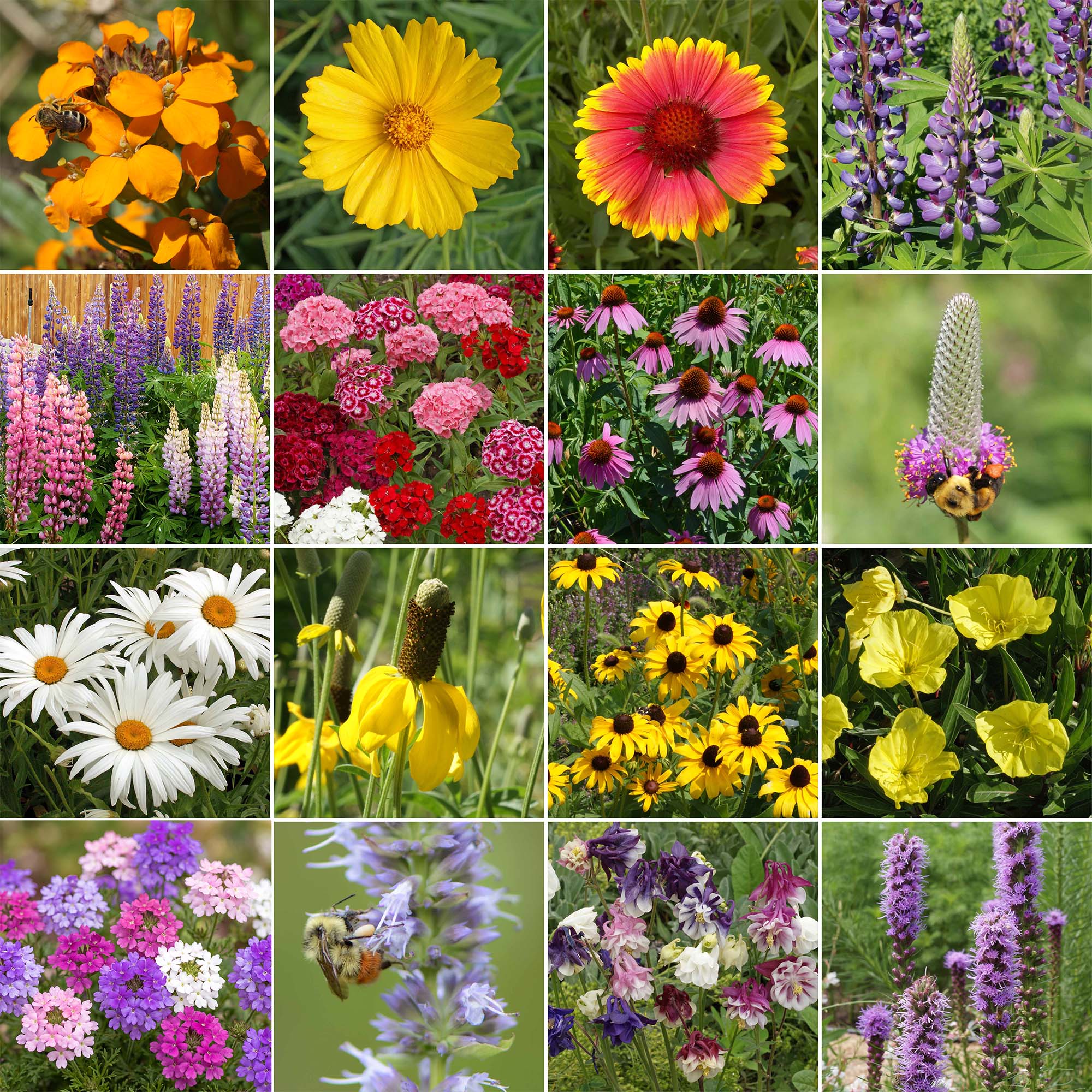 Grid image of sixteen wildflowers