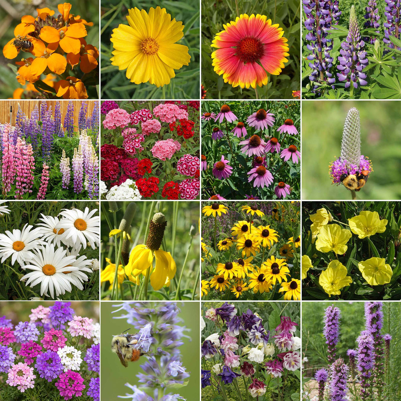 Grid image of sixteen wildflowers