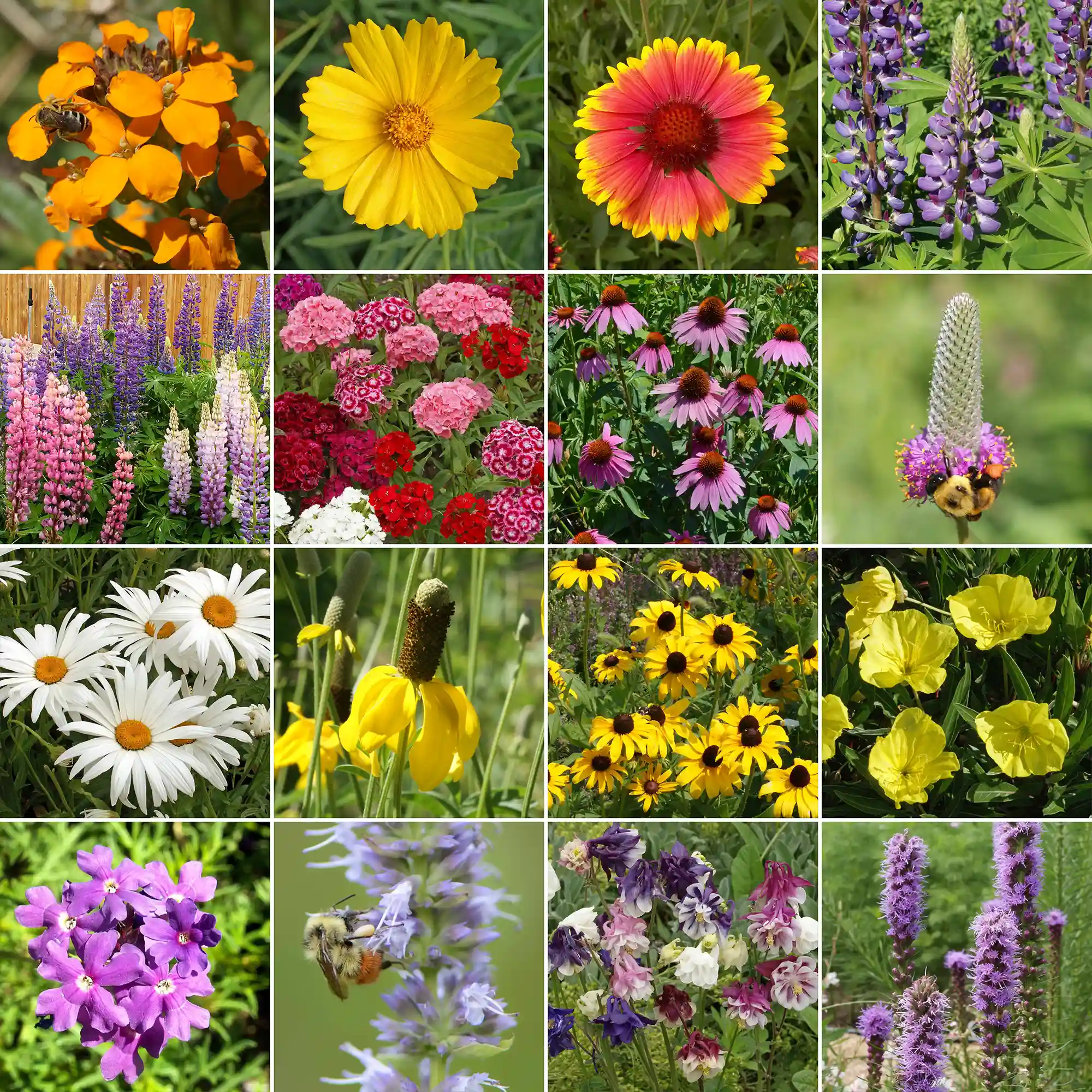 Perennial Mix Bulk Wildflower Seeds, 1lb - Ferry - Morse
