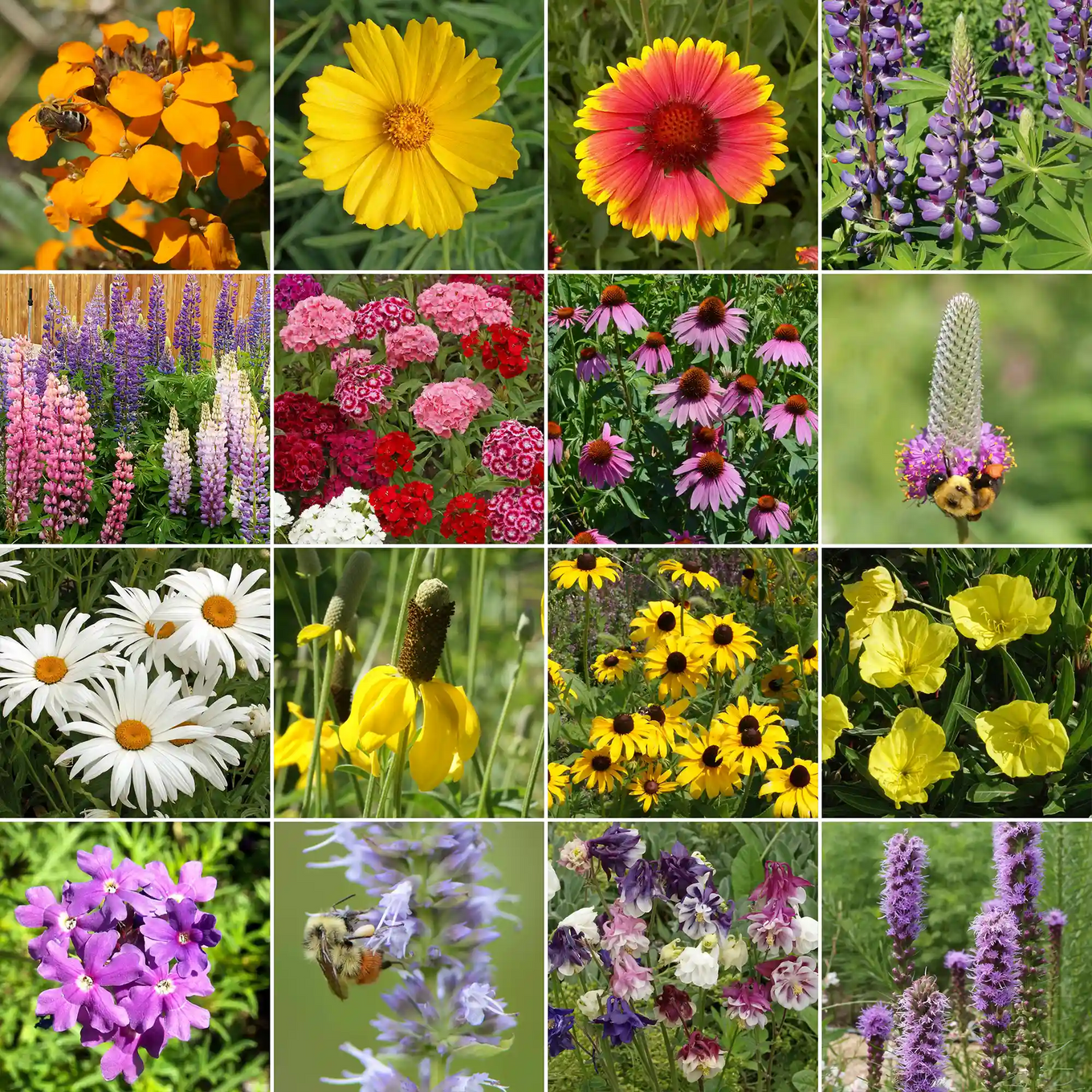 zone 3 wildflower seeds Perennial Mix Bulk Wildflower Seeds, 1lb