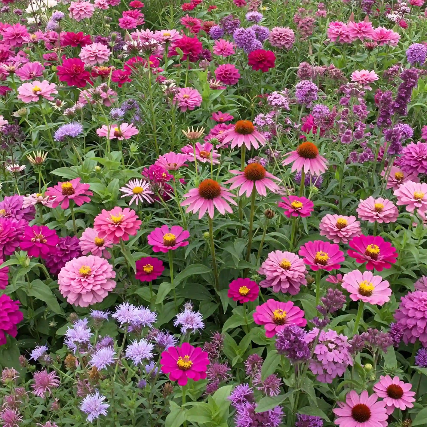 Pink And Purple Mix Bulk Flower Seeds, 1lb - Ferry - Morse