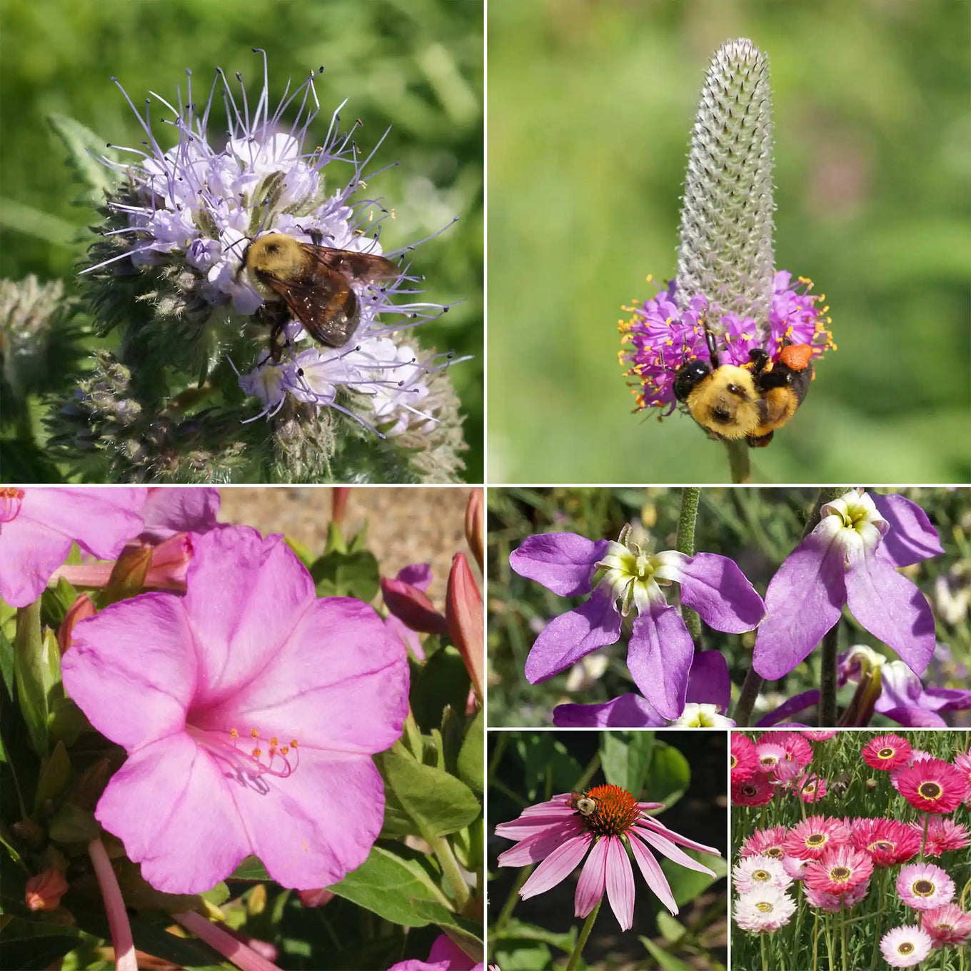 plant with purple seeds Ferry-Morse Pink And Purple Mix Bulk Flower Seeds, 1lb