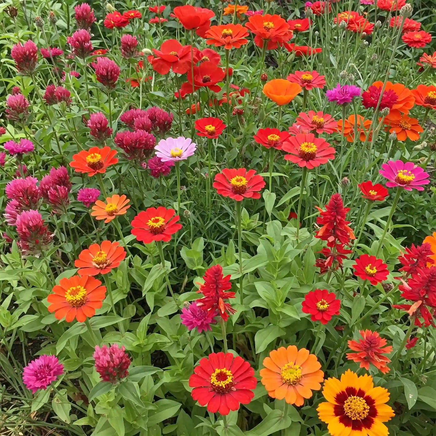 Red Mix Bulk Flower Seeds, 1lb - Ferry - Morse