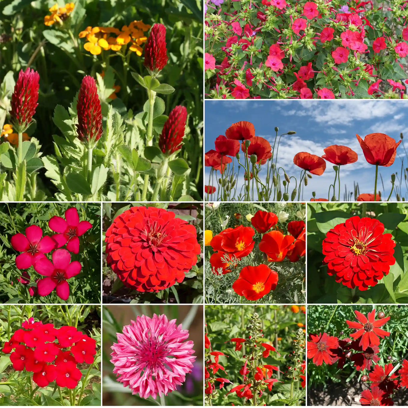 seeds flower Ferry-Morse 1 lbs. Red Mix Bulk Flower Seeds
