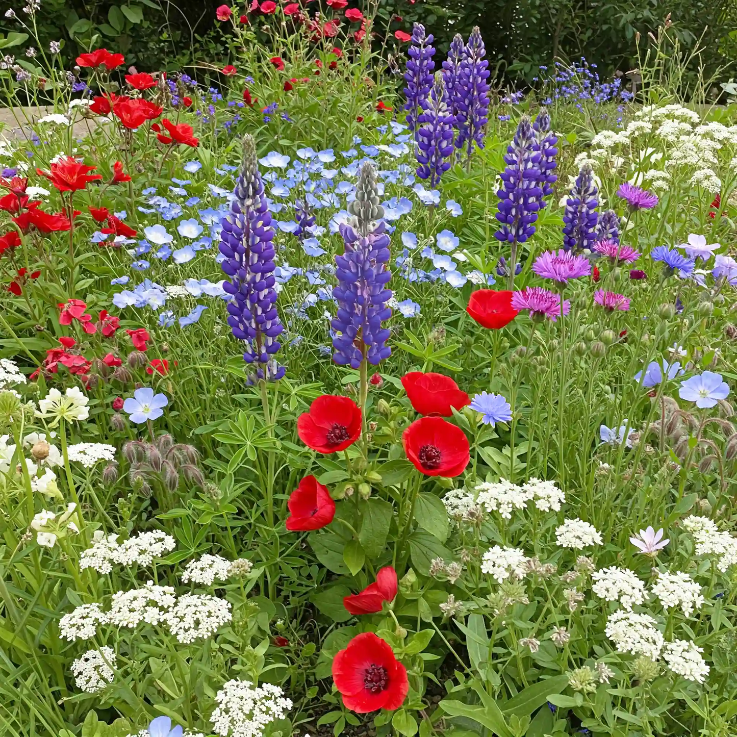 Red, White & Blue Mix Bulk Flower Seeds, 1lb