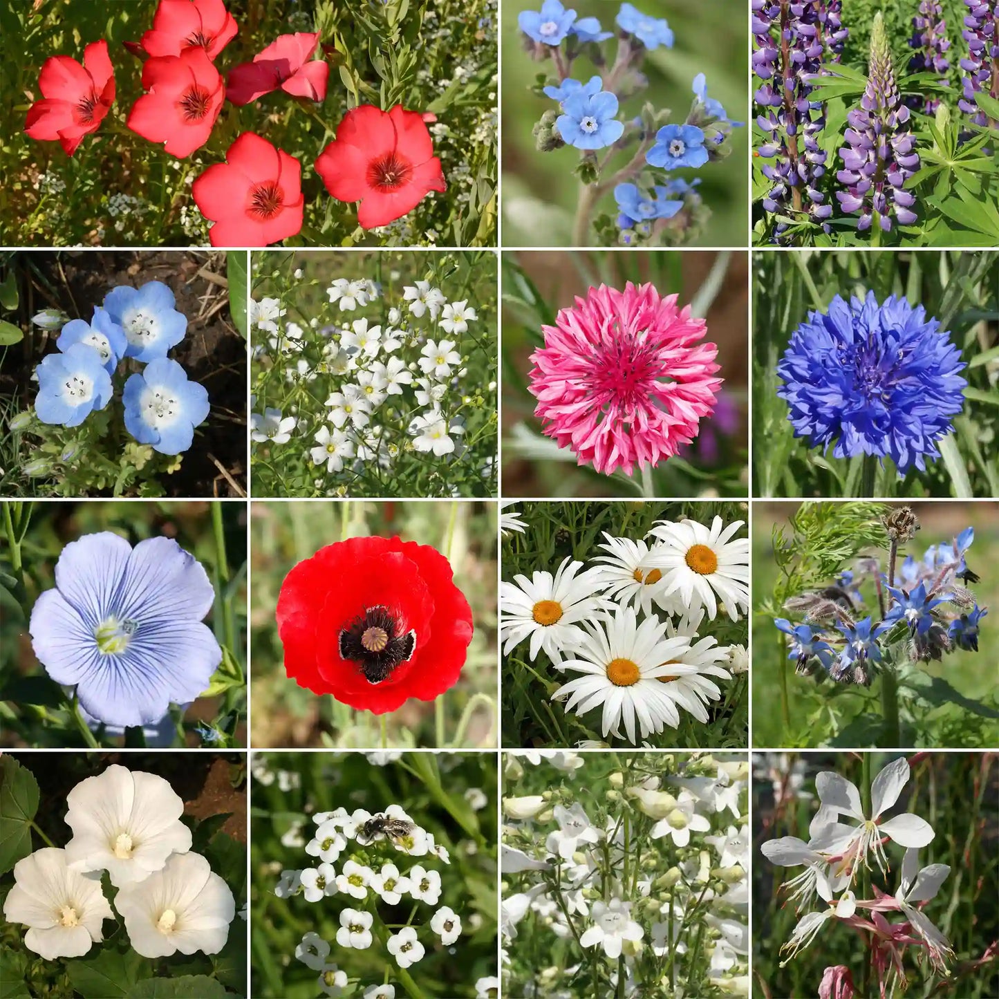 Red, White & Blue Mix Bulk Flower Seeds, 1lb