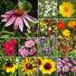 Southeast Mix Bulk Wildflower Seeds, 1lb