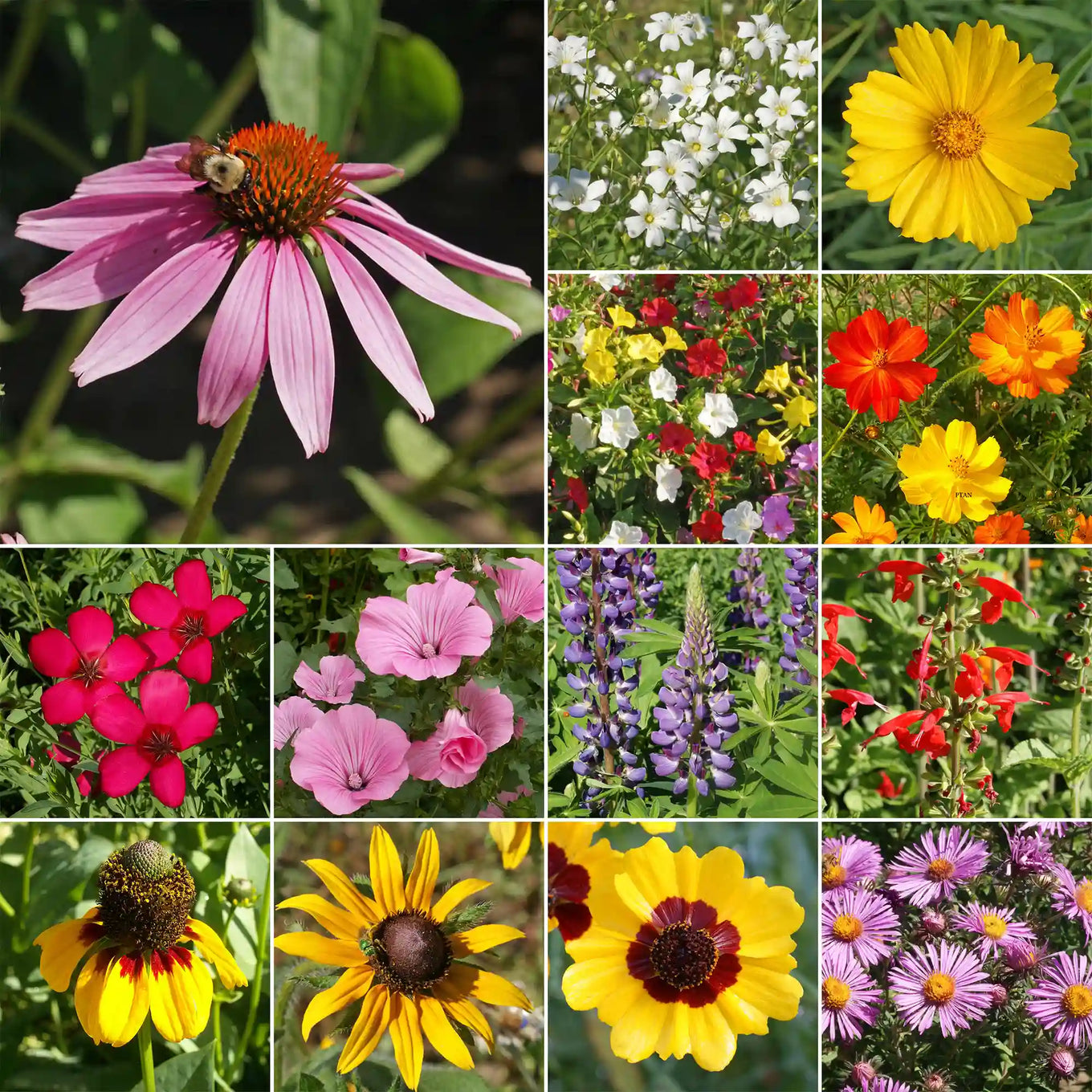 free wildflower seeds tennessee Southeast Wildflower Seed Mix – Bulk Wildflower Seeds for Pollinators – Ferry-Morse