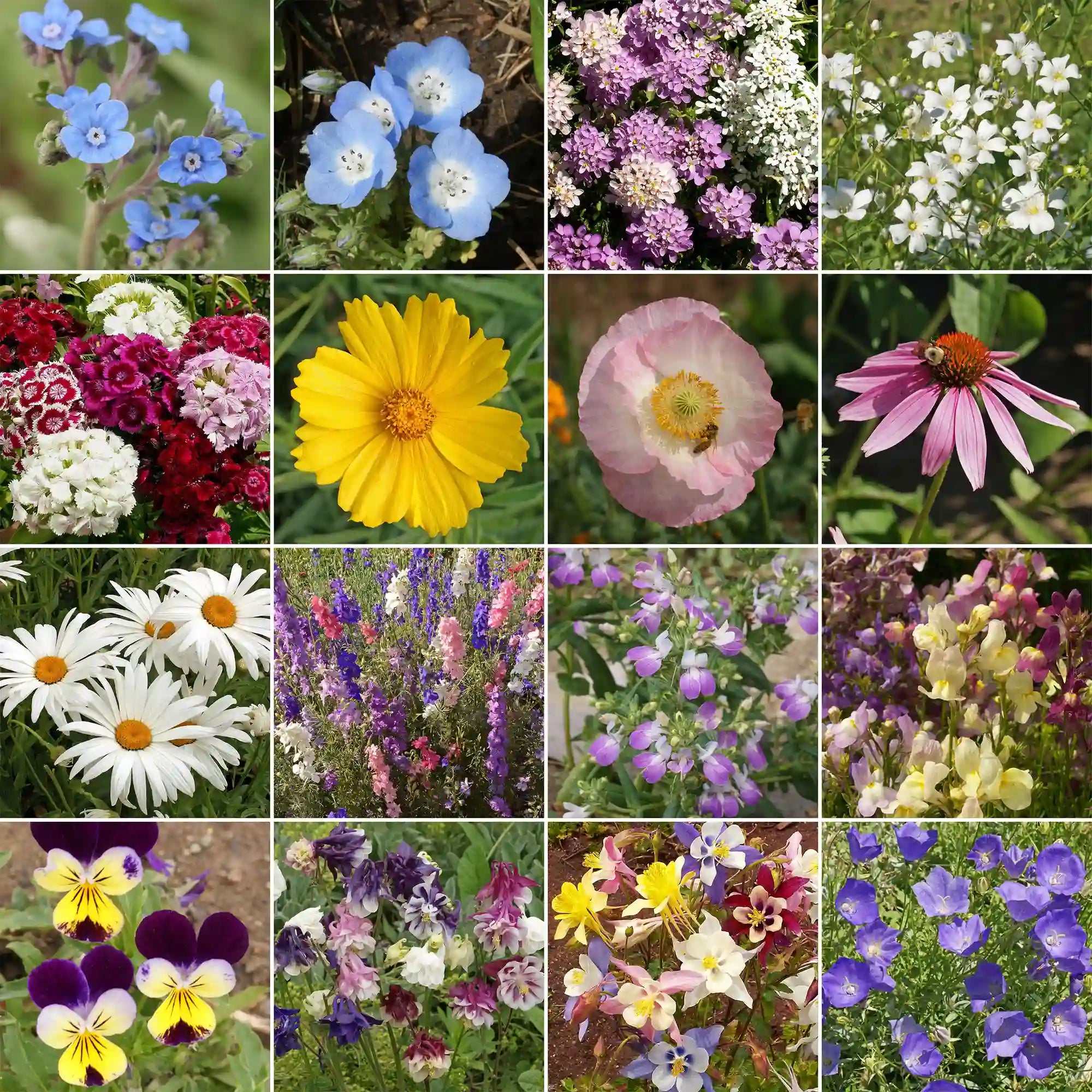 Shade Mix Bulk Flower Seeds, 1lb - Ferry - Morse